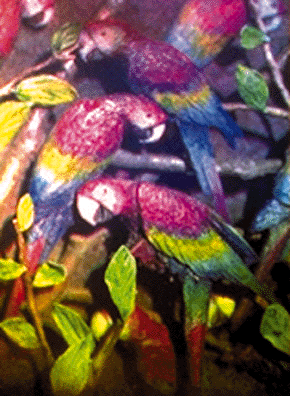 parrots-4x5.gif